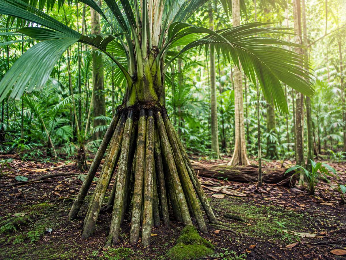 Walking Palm কি সত্যিই হাঁটে? ‘হাঁটা গাছ’ নিয়ে প্রচলিত ধারণা ও বিজ্ঞানের ব্যাখ্যা